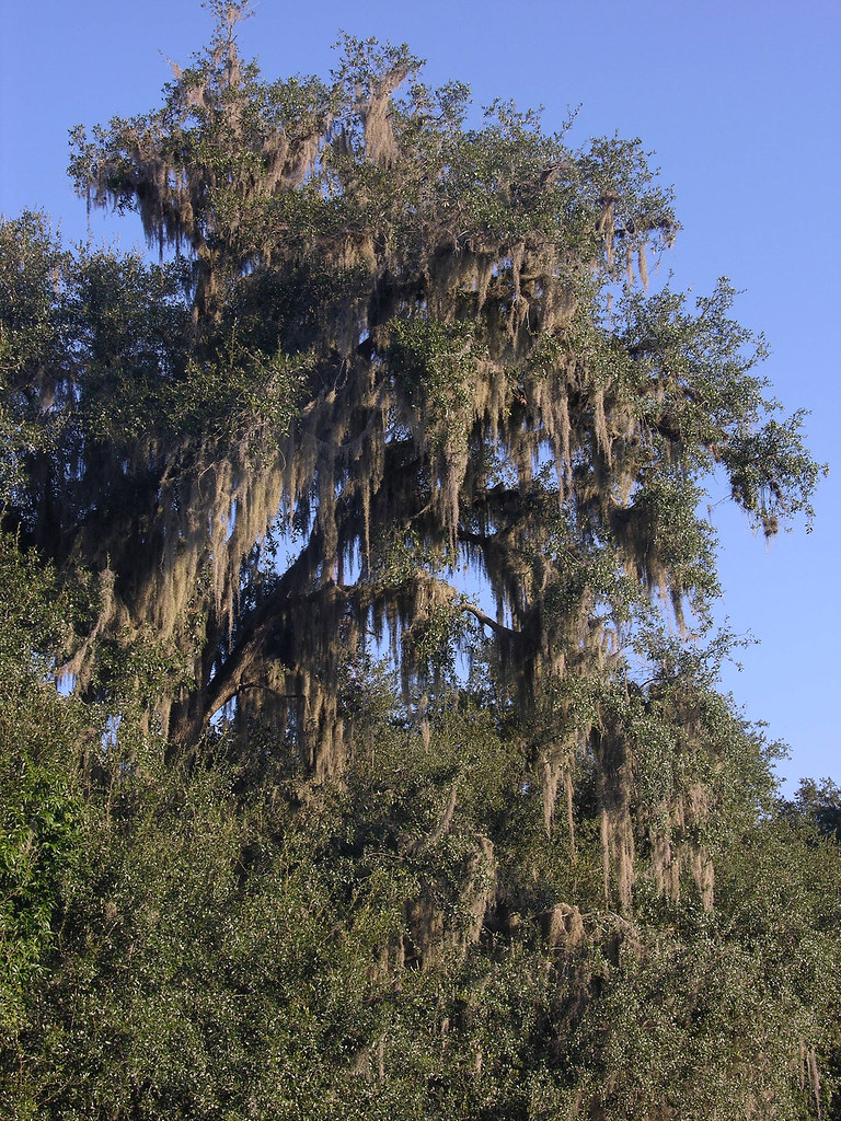 Spanish mosscovered tree near Gainesville, Florida Flickr
