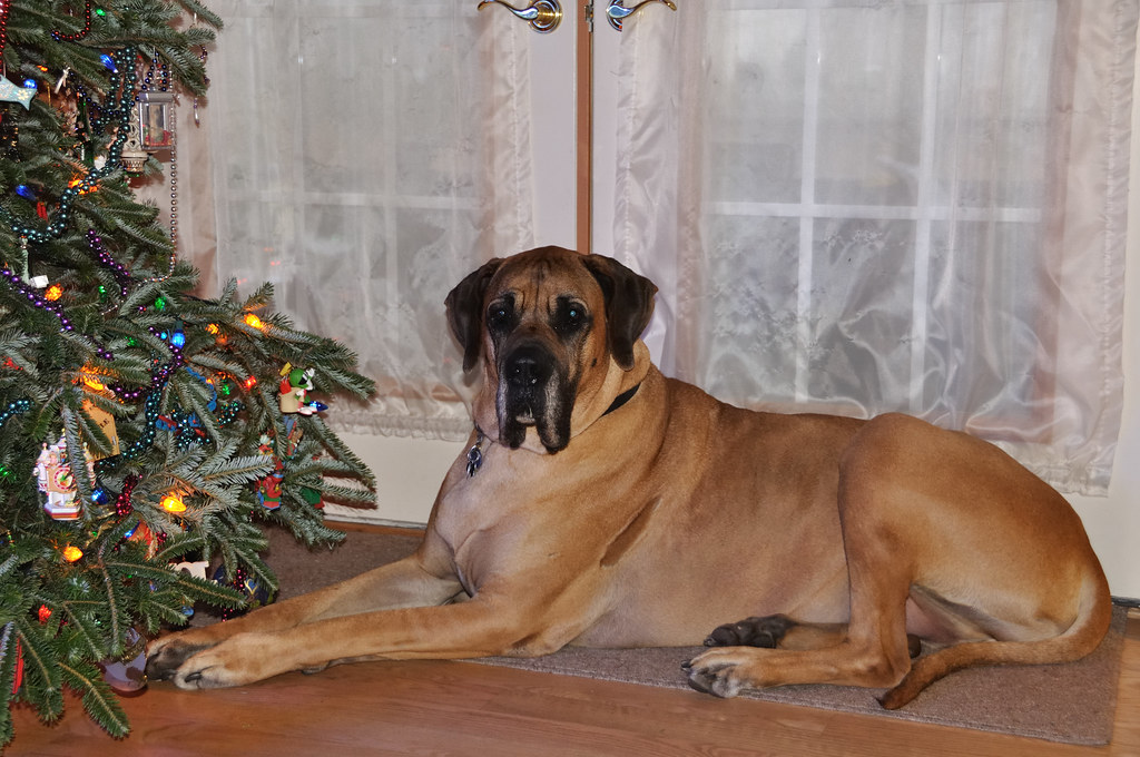 Eiger next to Christmas tree Eiger waiting for Santa. Flickr