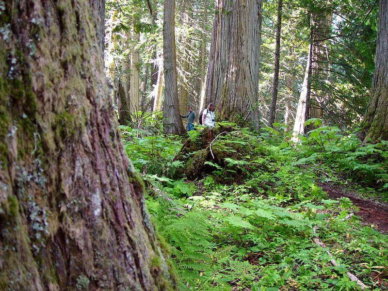 Upper Fraser, BC Flickr