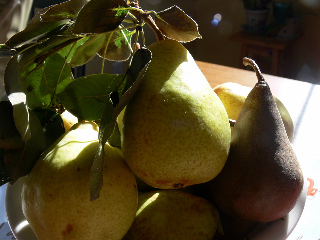 Gifted pears Bosc and D'anjou pears grown by our neighbors… Flickr