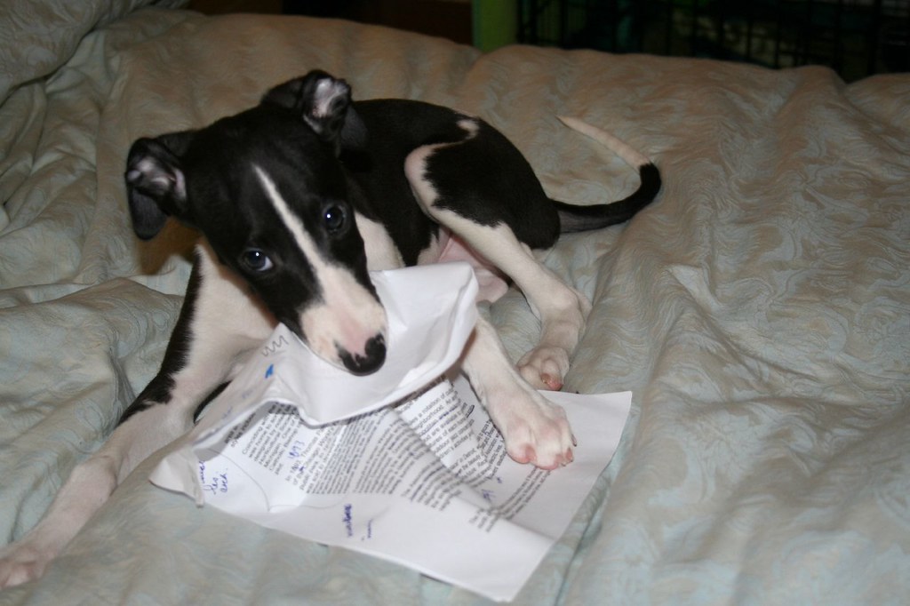 My dog ate my homework Girl.in.the.D Flickr