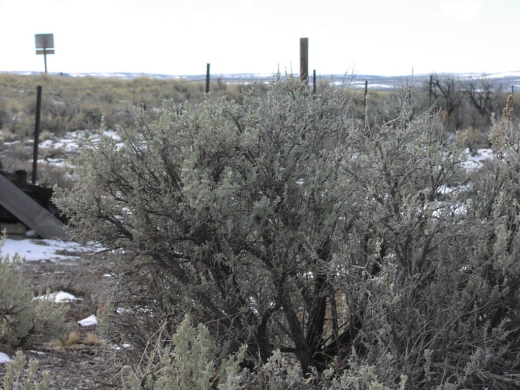 Sagebrush Sagebrush and snow patches near Grasmere, Idaho.… Zach