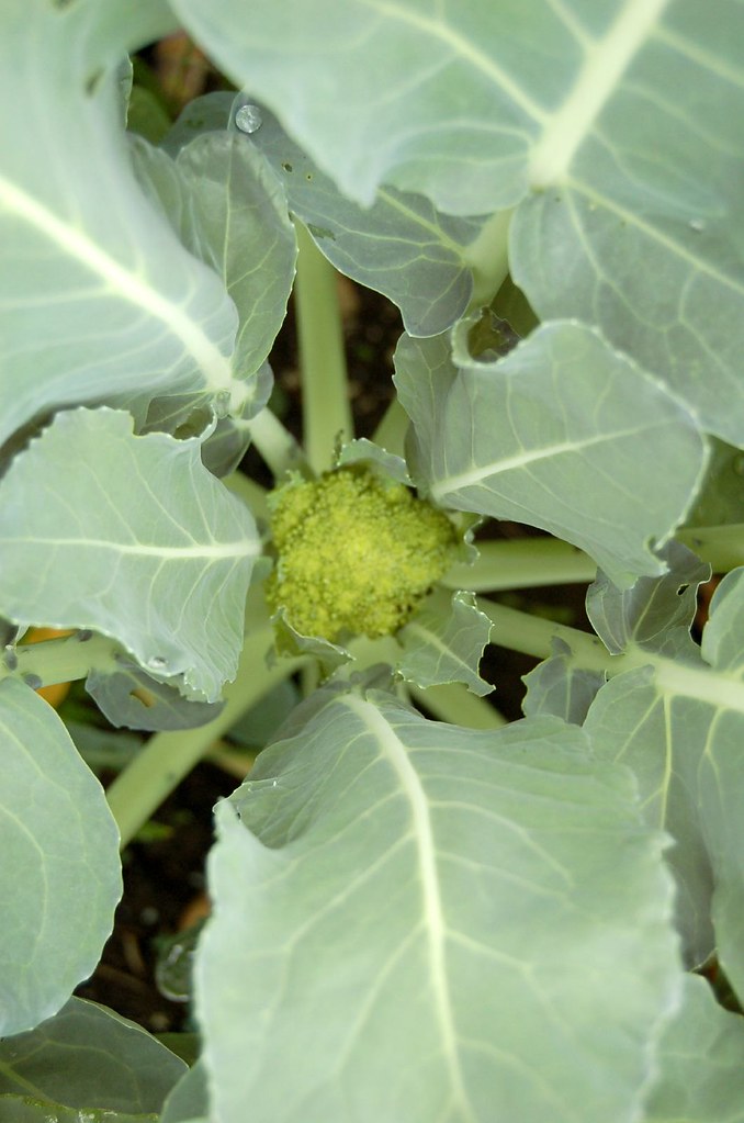 Baby Broccoli Most of the broccoli plants are just
