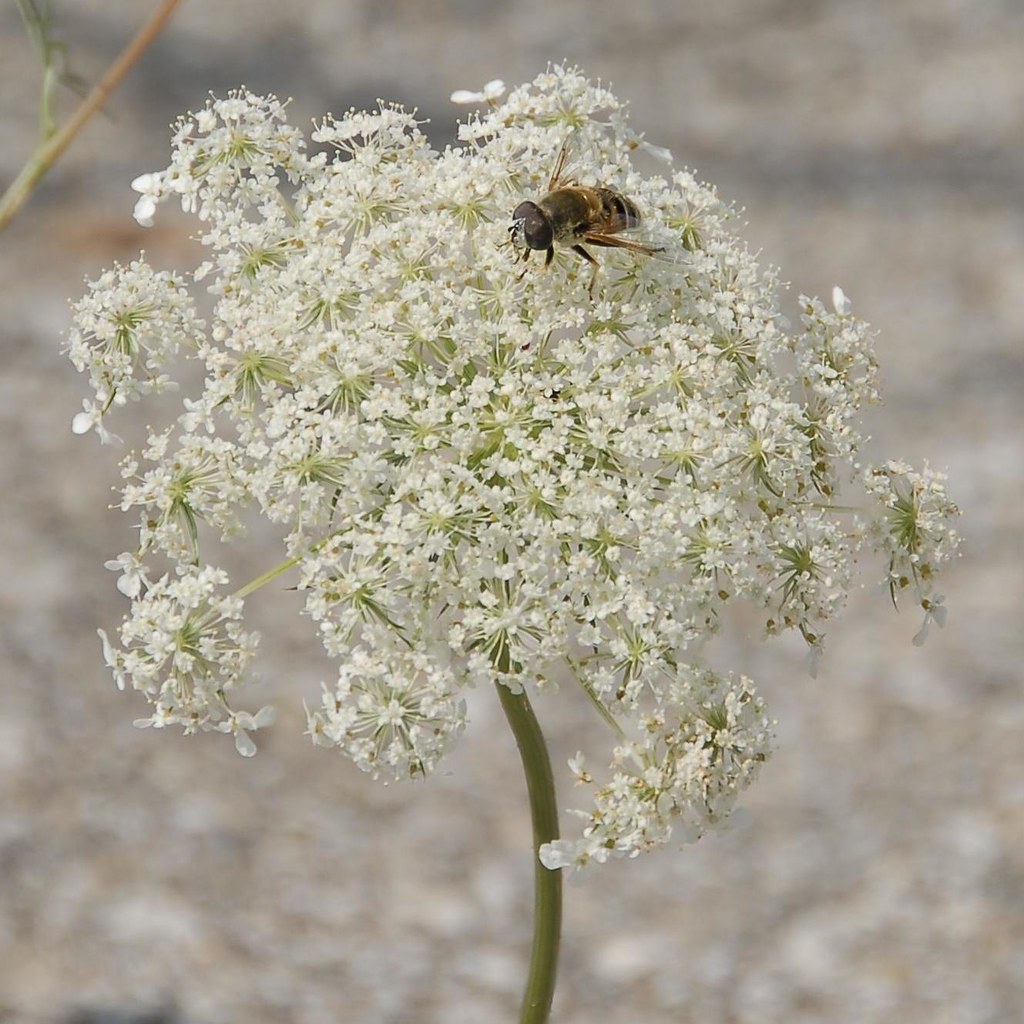 Queen Anne's Lace and Bee Josh More Flickr