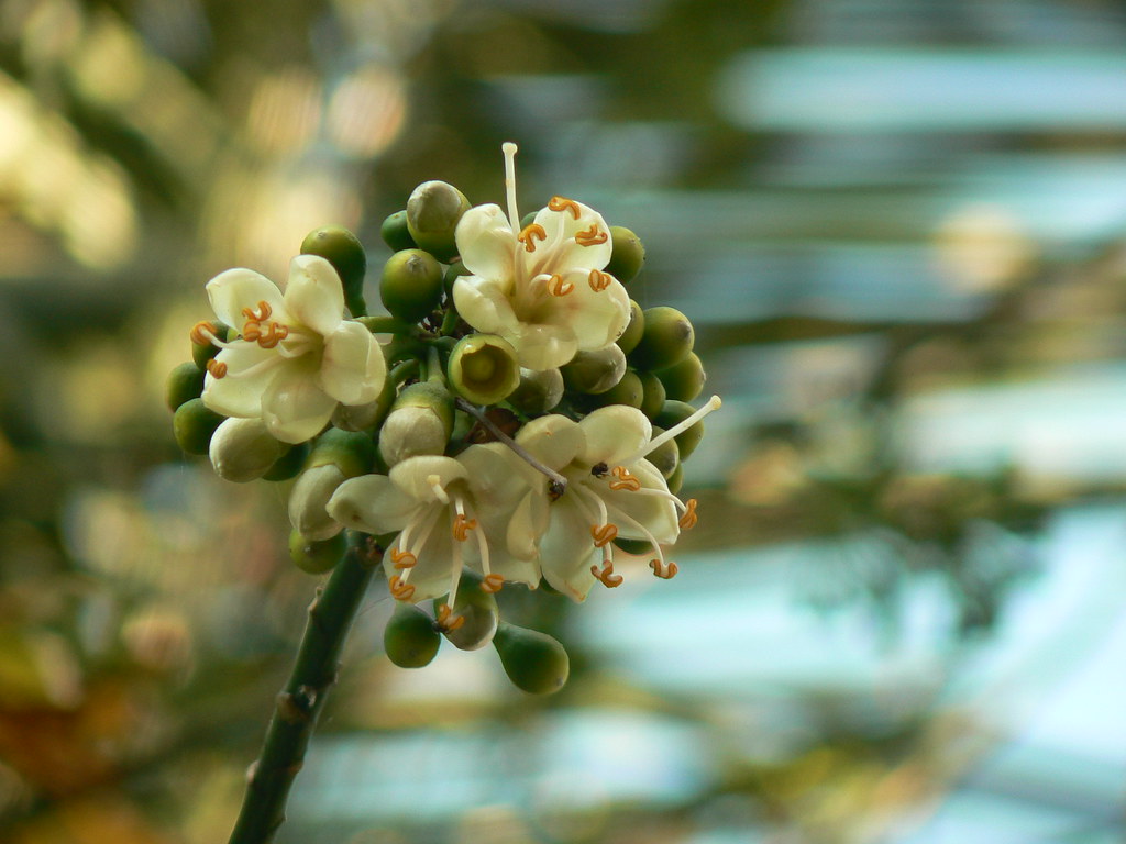 Ceiba pentandra Common name White Silk Cotton Tree, True … Flickr