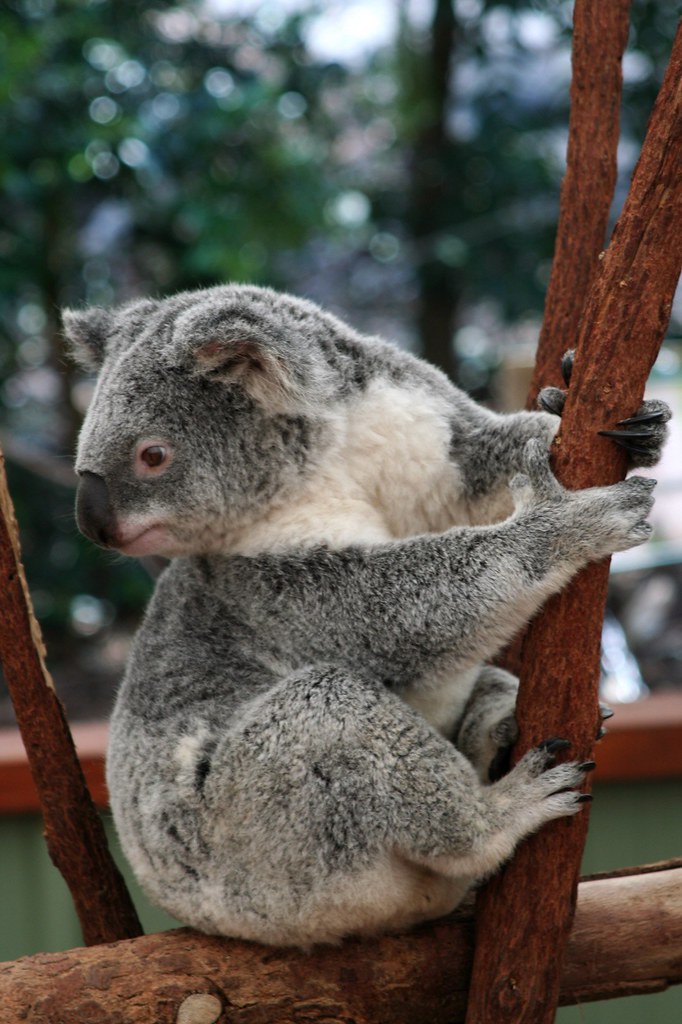 Turn around 谁叫我？ 澳洲, 昆士兰, 布里斯班, Lone Pine考拉园 Lone Pine Koa… Flickr