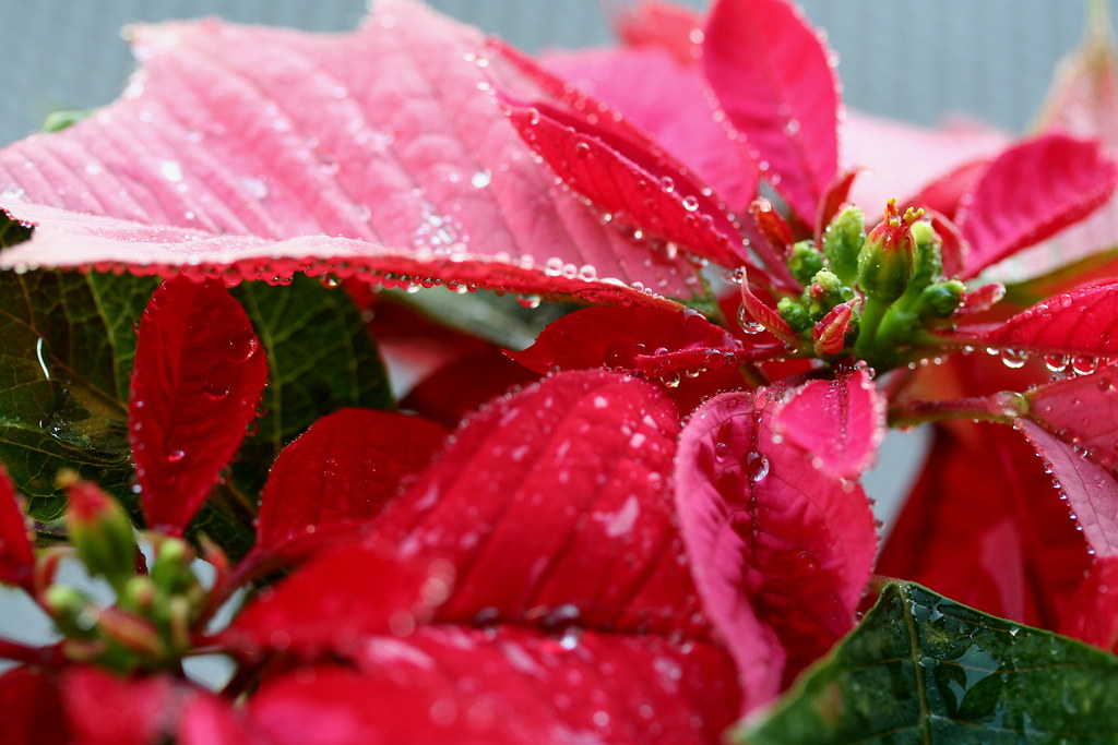 Noche Buena I love these plants ! rainy city Flickr
