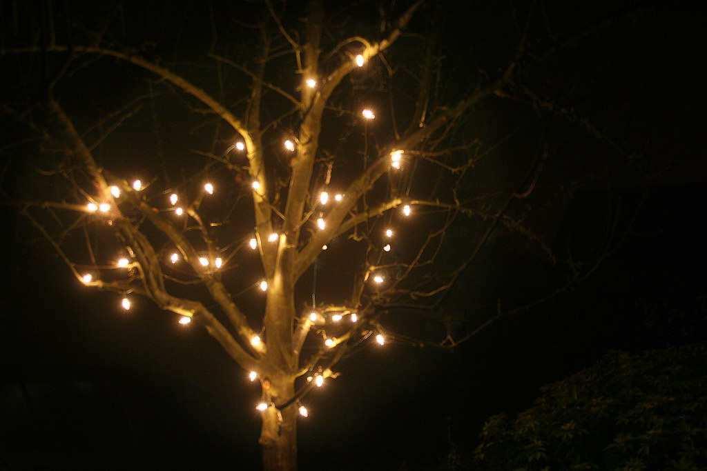 tree lights in the mist The Christmas lights on the crab a… Flickr
