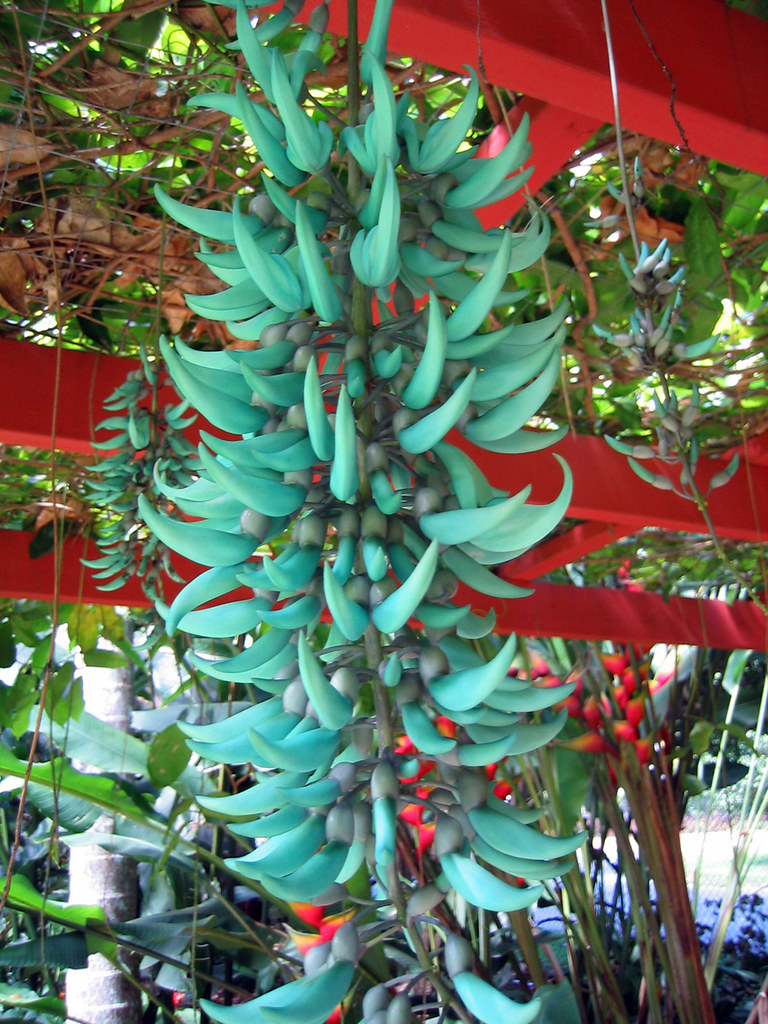 Cairns Botanical Gardens Jade Vine Strongylodon macrob… Flickr