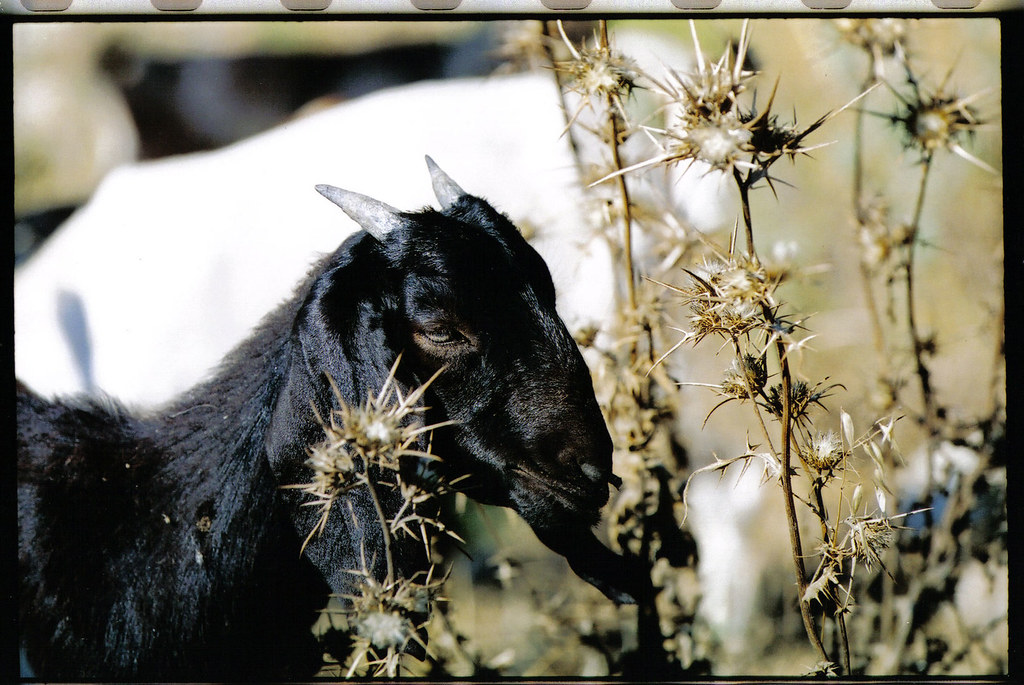 Blackgoateatingthorns Oren Rosenfeld Flickr