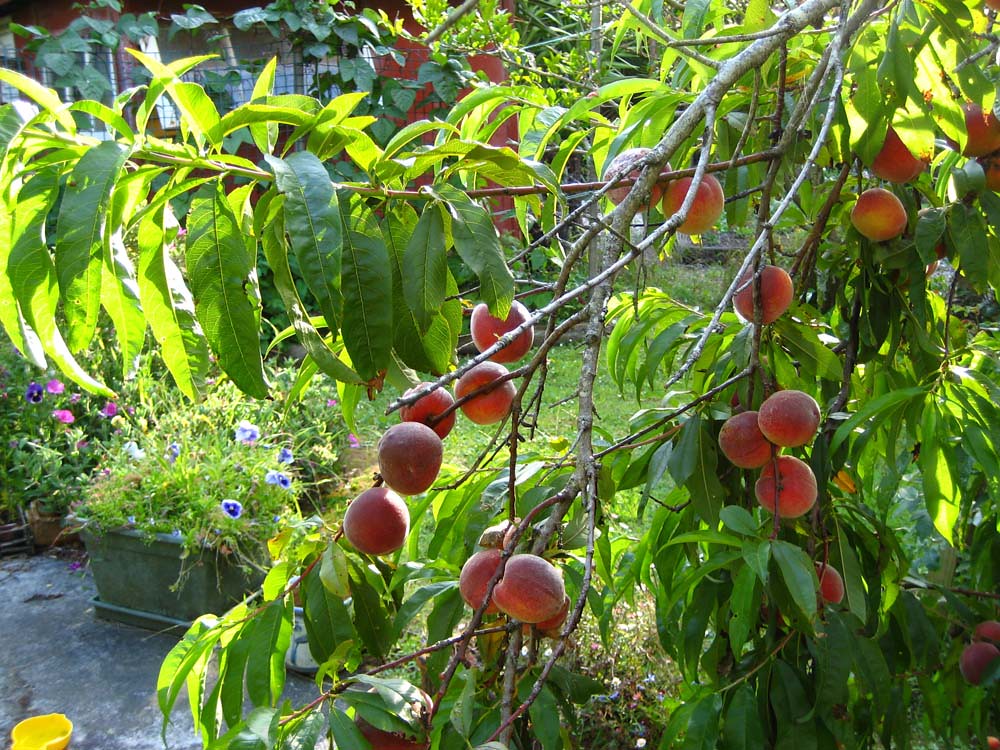 New Zealand Dec 2006 Peaches in our back garden Flickr
