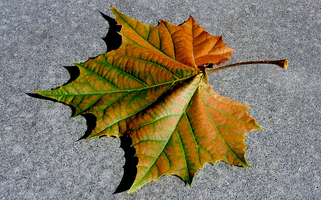 20061023 sycamoreleaf Sycamore leaf in early fall in San … Flickr
