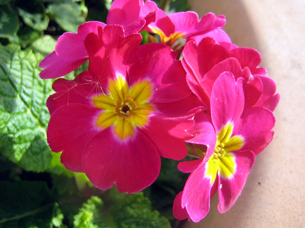 Flowers in Santa Clara closeup Dean Shareski Flickr