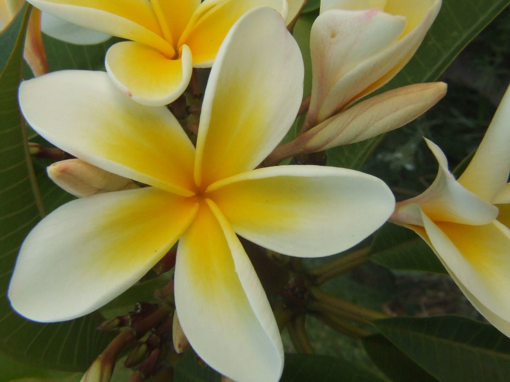 Yellow Frangipani Flowers macro I went for a walk after di… Flickr