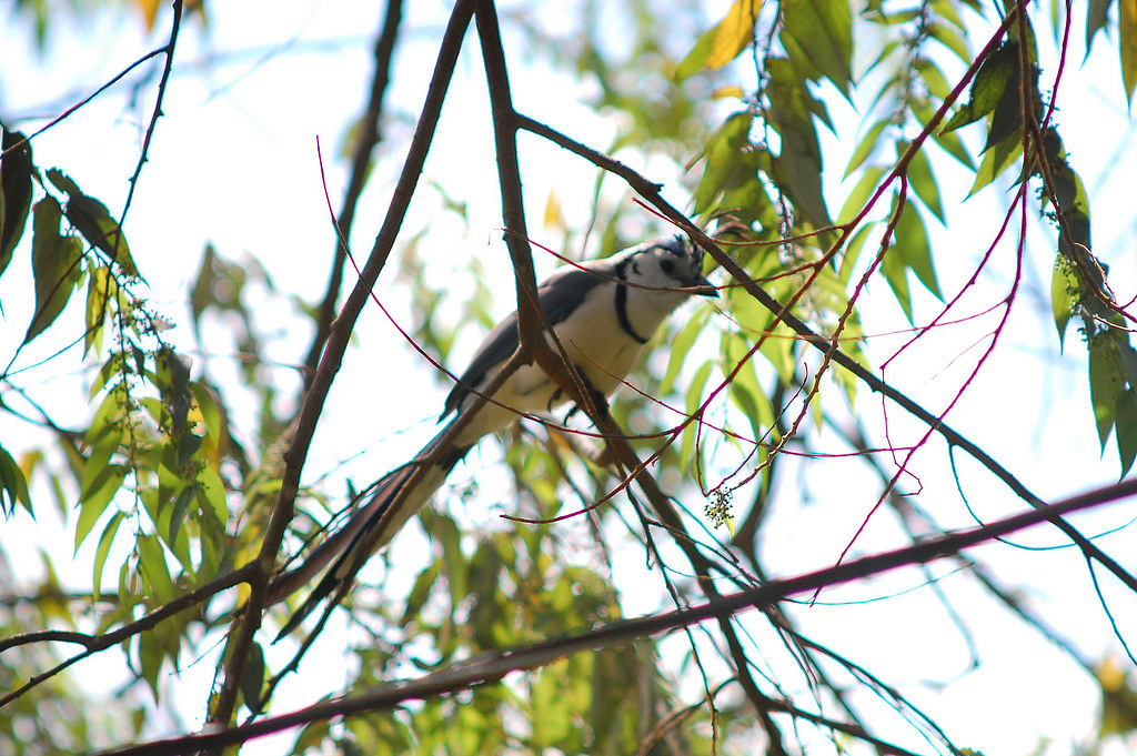 CostaRican bluejay I thought this was some exotic bird, b… Flickr