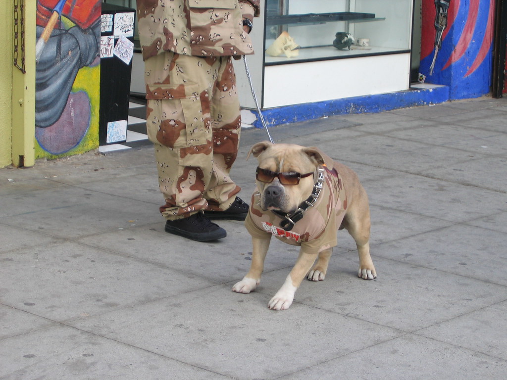 A California sight Venice Beach dog. With sunglasses. MandaB Flickr