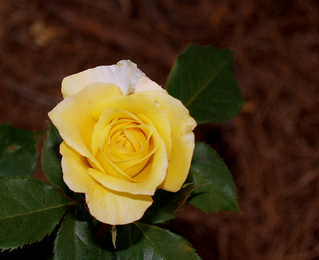 For Friendship The yellow rose is a symbol of friendship. … Flickr