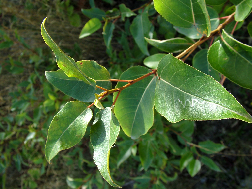 Black Cottonwood Populus balsamifera ssp. trichocarpa a photo on