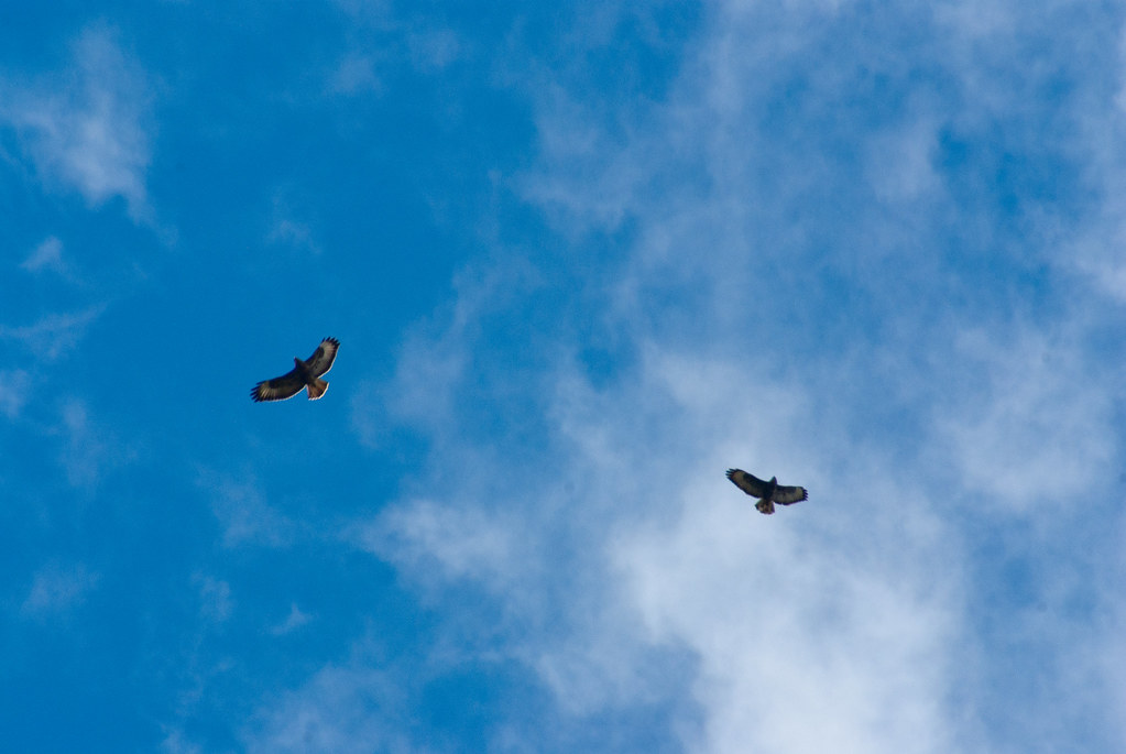 not a great photo i know,i think they are buzzards?,flying… Flickr