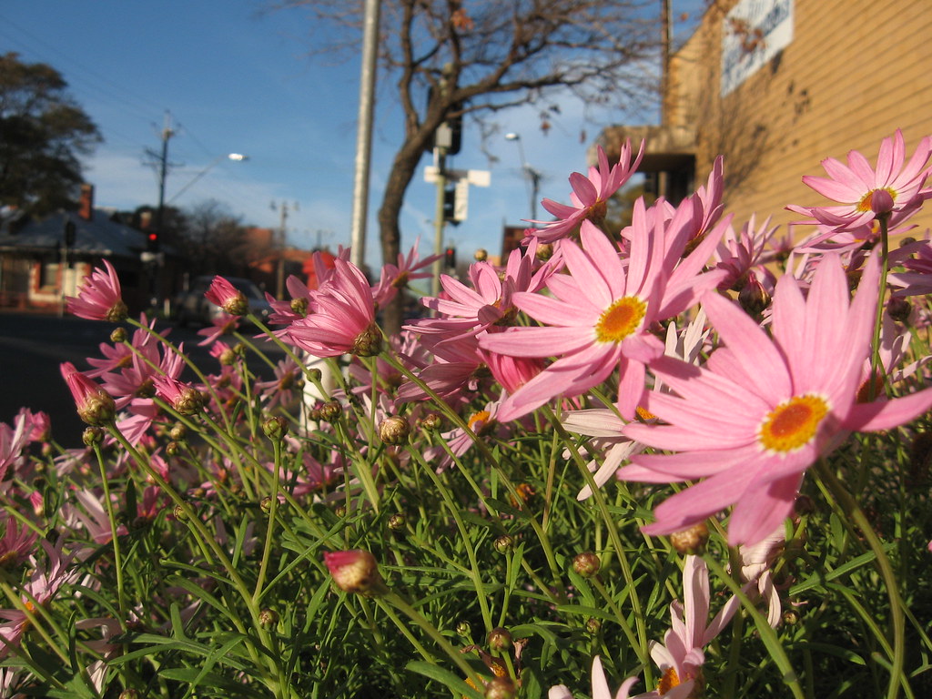Street Flowers, Adelaide _0760 Gilbert Street west its n… Flickr