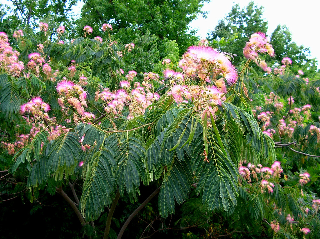 Mimosa Tree 3 Theresa Hall Flickr