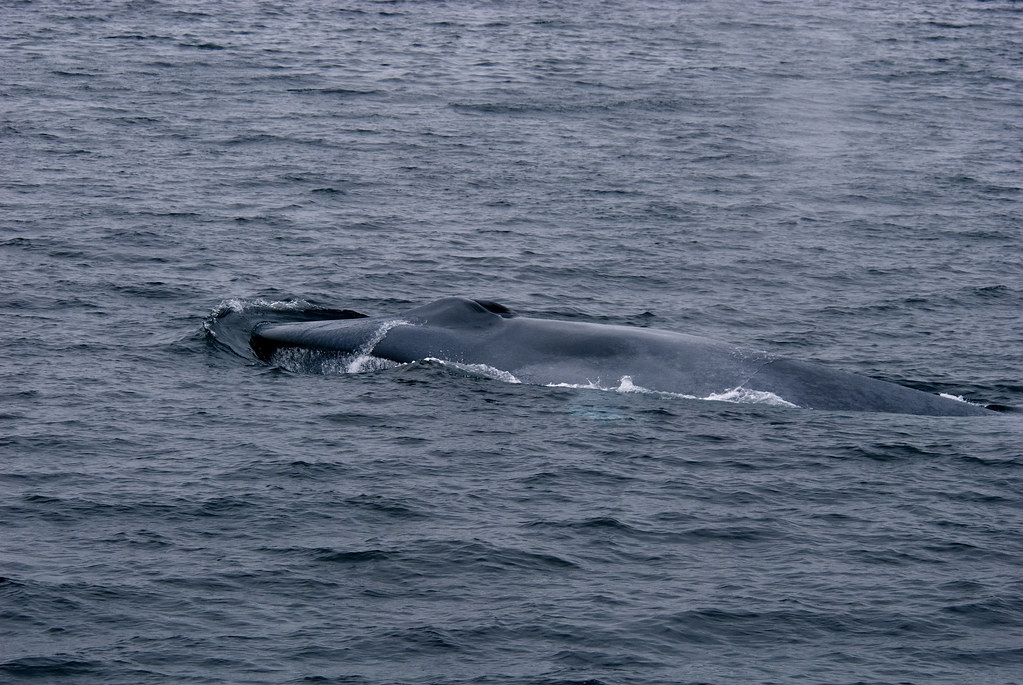 Blue Whale Jaw and blowhole ScottS101 Flickr