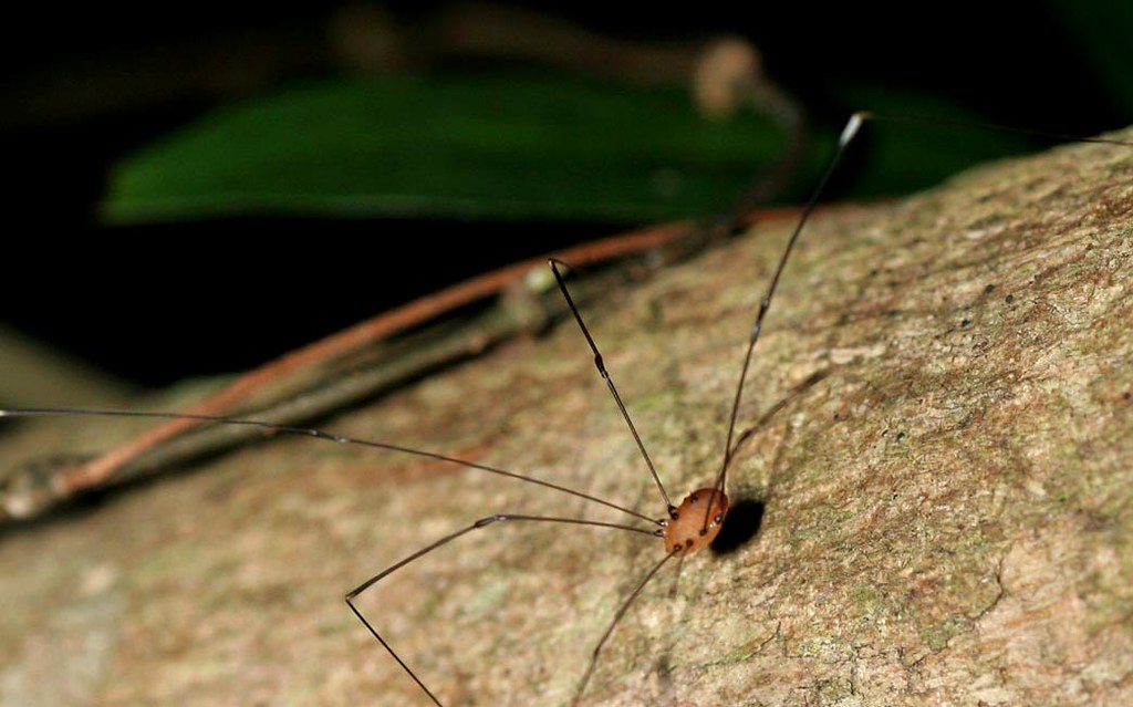Cellar Spider Harvesterman, otherwise known as a Daddylon… Flickr
