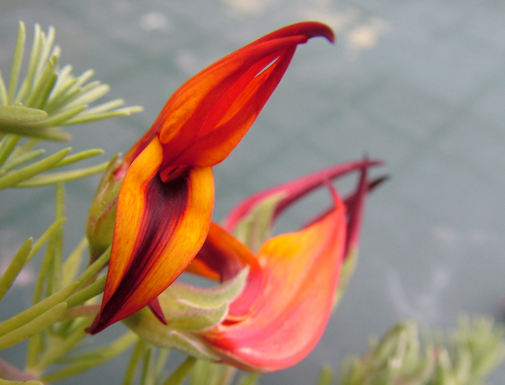 Parrot's Beak Lotus hybrid 6/22/07 Boulevard Park, Seatt… Flickr