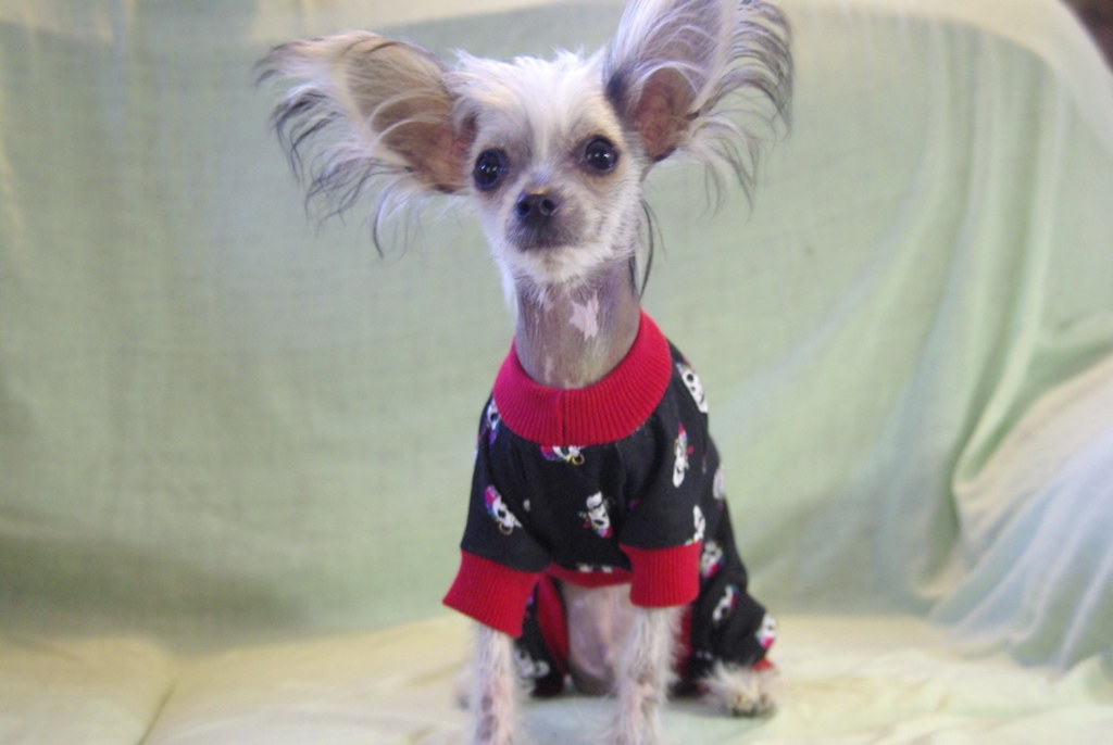 tim_clothes05 Custom Dog Clothes by Sherri at Laboneyard.c… Joe van petten Flickr