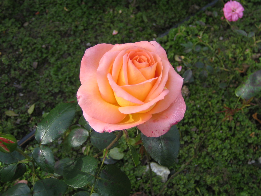 Rose "Frohsinn 82" Hatanpään arboretum, Tampere, 4th Septe