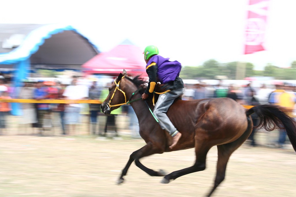Traditional Race Pacuan Kuda piala Gubernur Sulsel, tanpa … Flickr