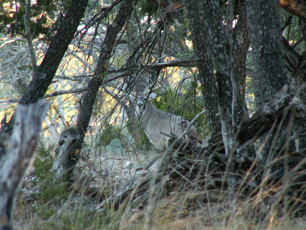 Whitetail Buck, Brady TX Nov 06 Friend of coworker took t… Flickr