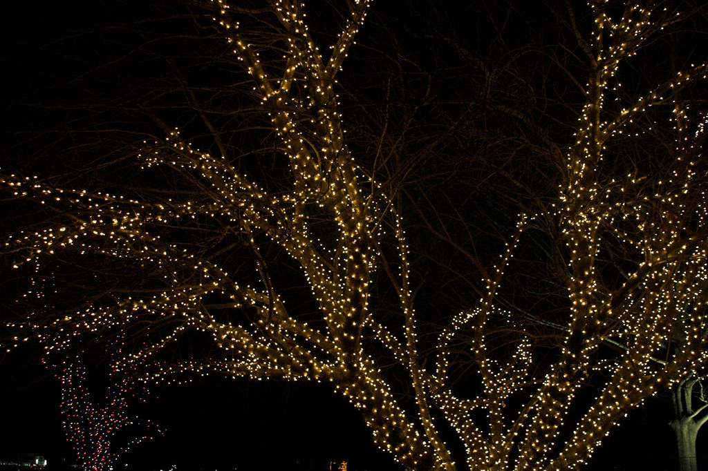 BS333 Tree Christmas lights at Shady Brook Farm, Yardley P… Flickr