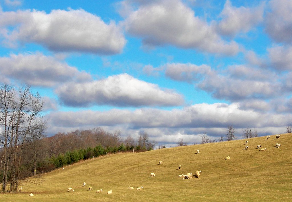 Sheep and Clouds Fluffy things....Rt 414 near Clyde NY 'Sh… Flickr