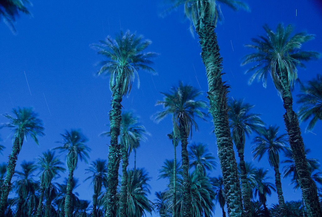Desert Palms by Moonlight Palm Trees in Death Valley round… Flickr