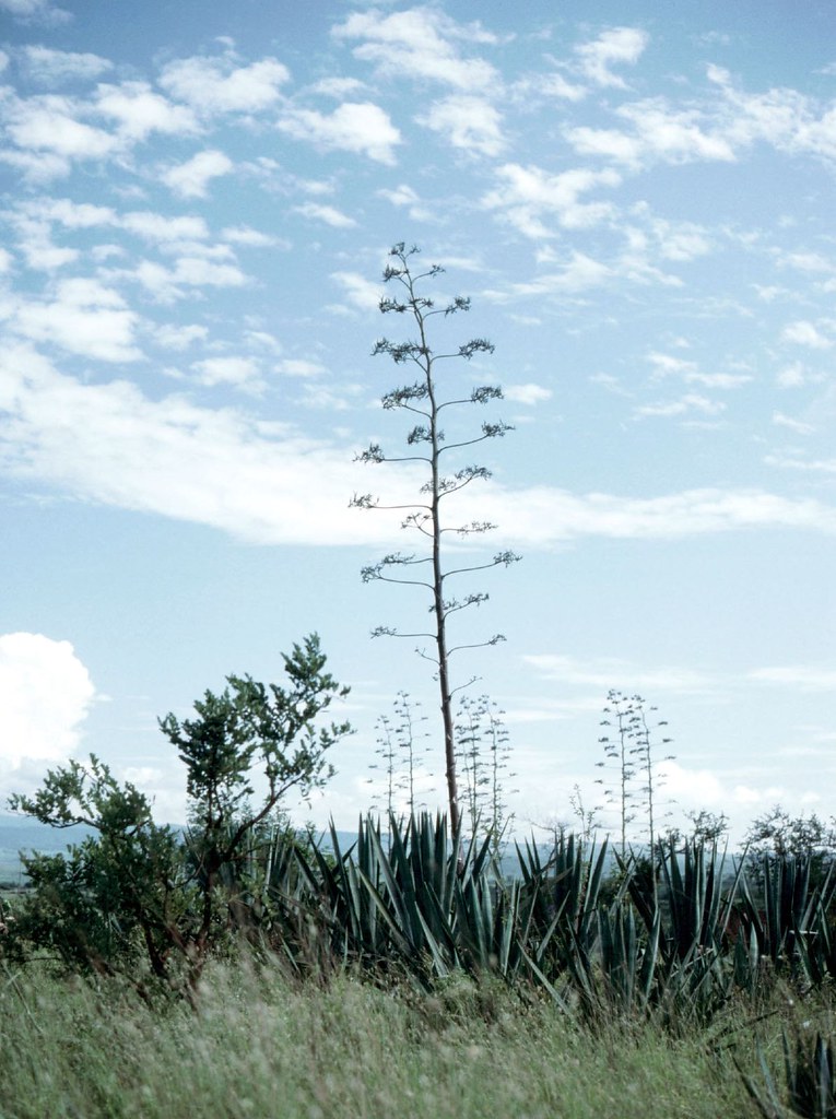 Sisal Feeling nostalgic for telegraph poles? Nostalge no m… Flickr