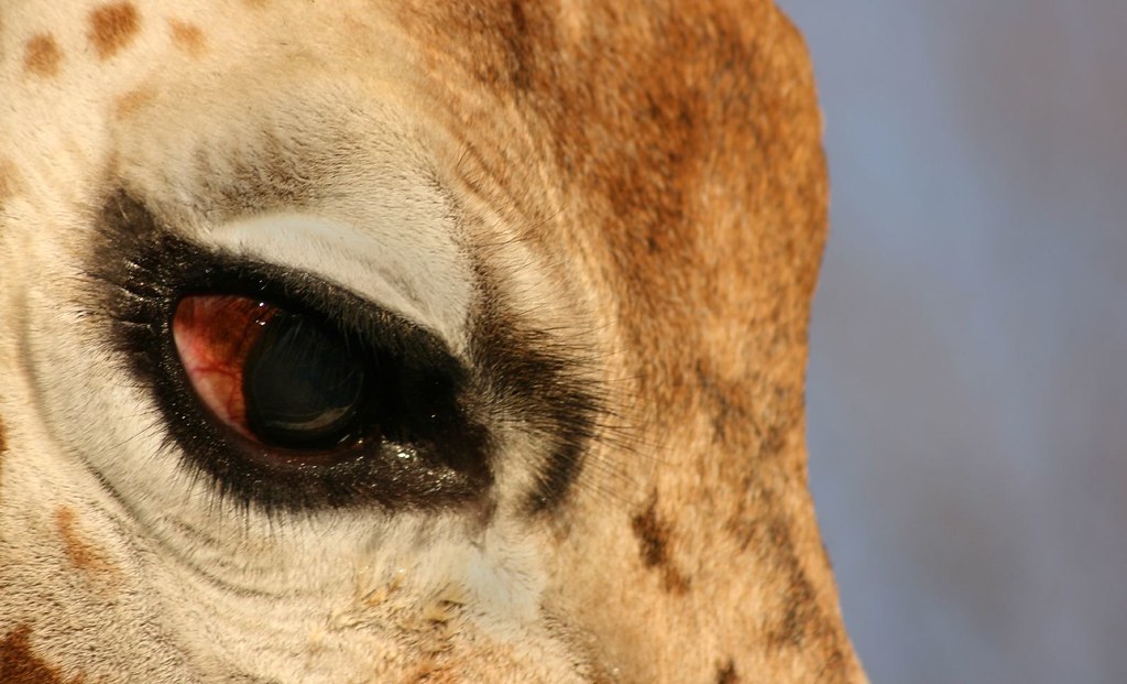 Giraffe Eye Taken at Twycross Zoo in the Midlands Mark Ellis Flickr