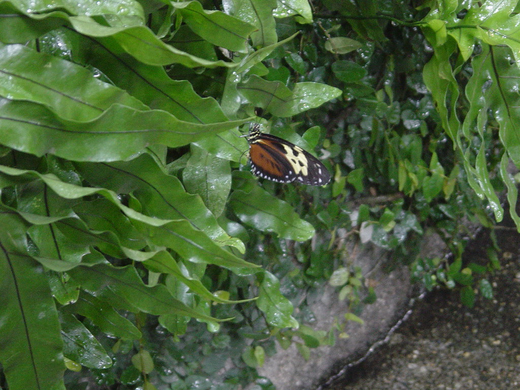 DSC01014 Butterfly House at the Pacific Science Center, Se… Flickr