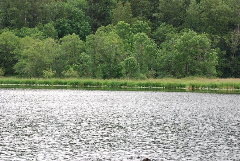 ohop_lake.JPG Ohop Lake, Washington. Steve G. Bisig Flickr
