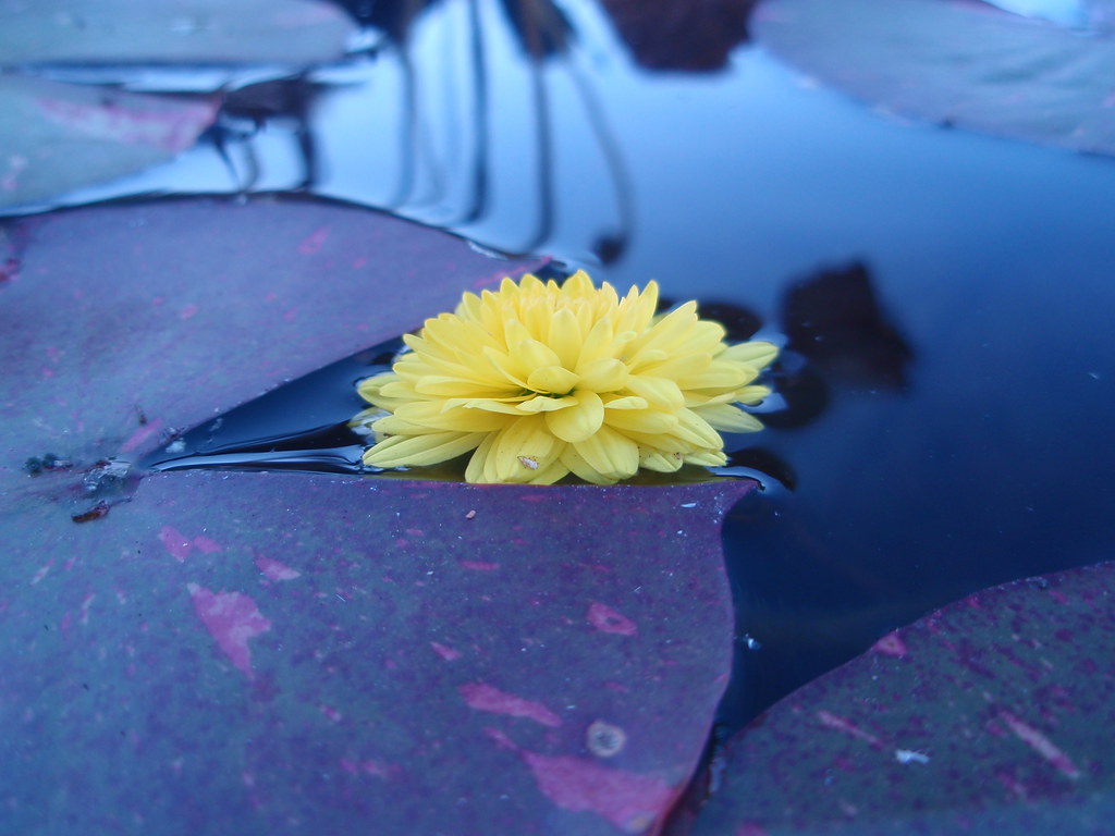 water flower I assume it's a water lilly, due to the lilly… Flickr