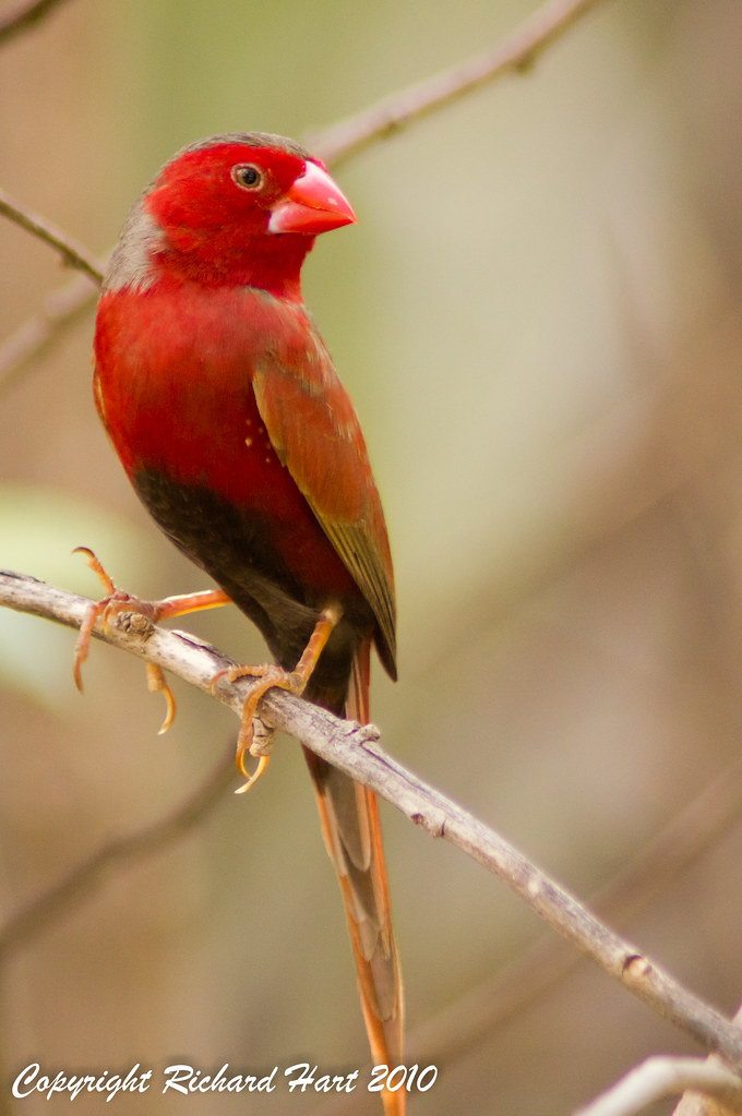 Crimson Finch Crimson Finches are a fairly common bird of … Flickr
