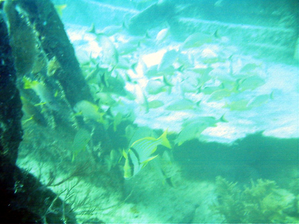 Fish on the Benwood Swimming around the wreck of the Benwo… Amy