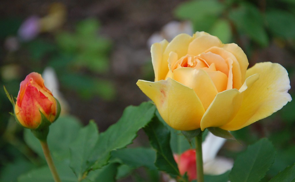 Nova Scotia 6 195 Yellow Rose at the Halifax Victorian Pub… Flickr