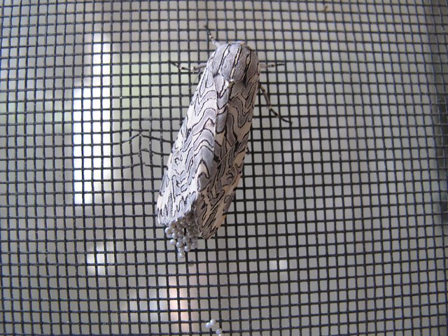 A moth laying eggs on my screen door, Animal Advocates, Ma… Flickr
