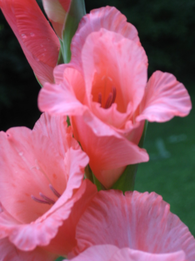 Strawberry Pink Gladiolus single gladiolus flower plant Flickr