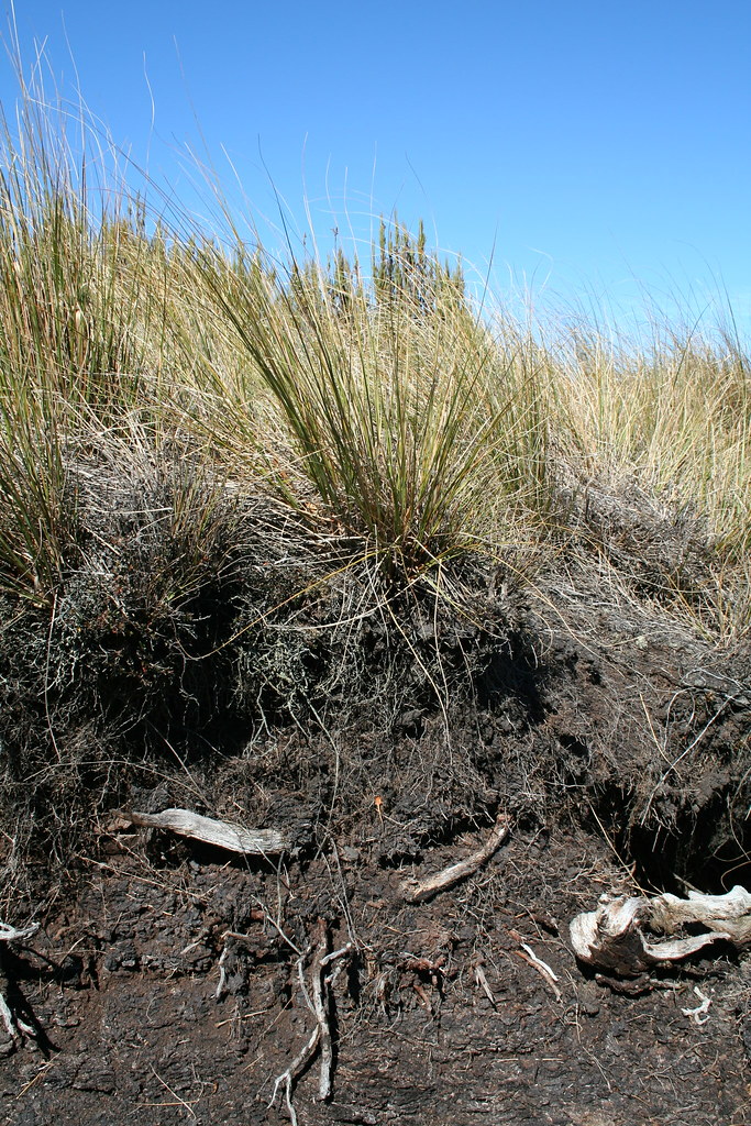 Peat soil profile Dana Dudle Flickr