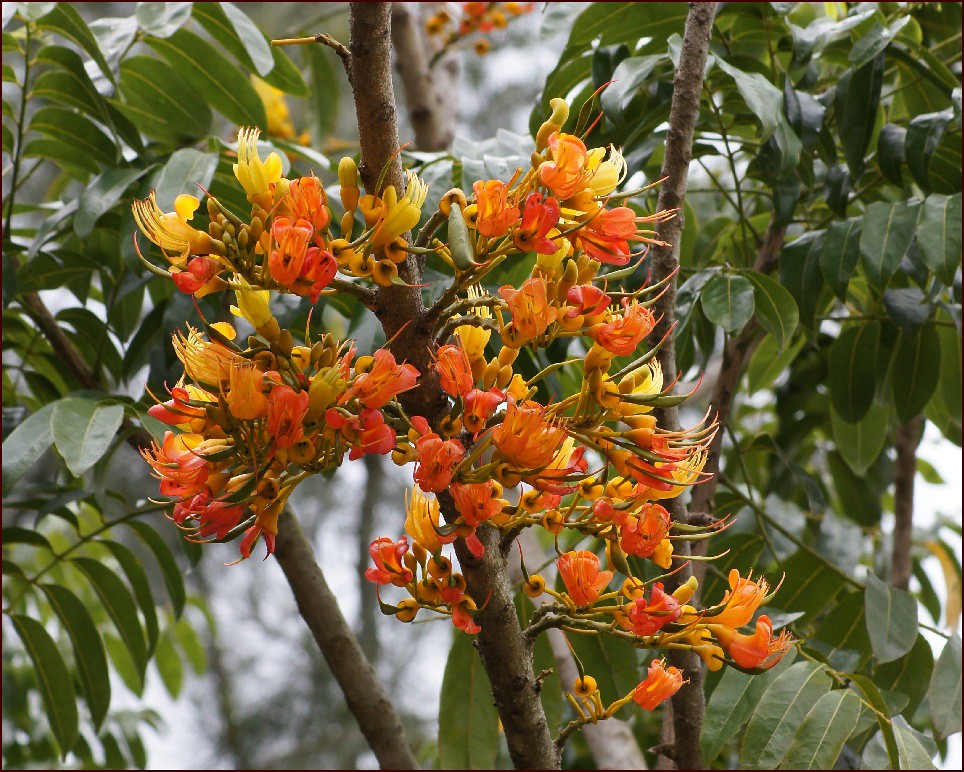 Castanospermum australe Australian rainforest flowering tree a
