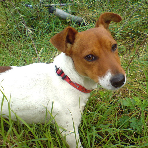 Jack Russell Really cute and excitable dog I met on a farm… Flickr