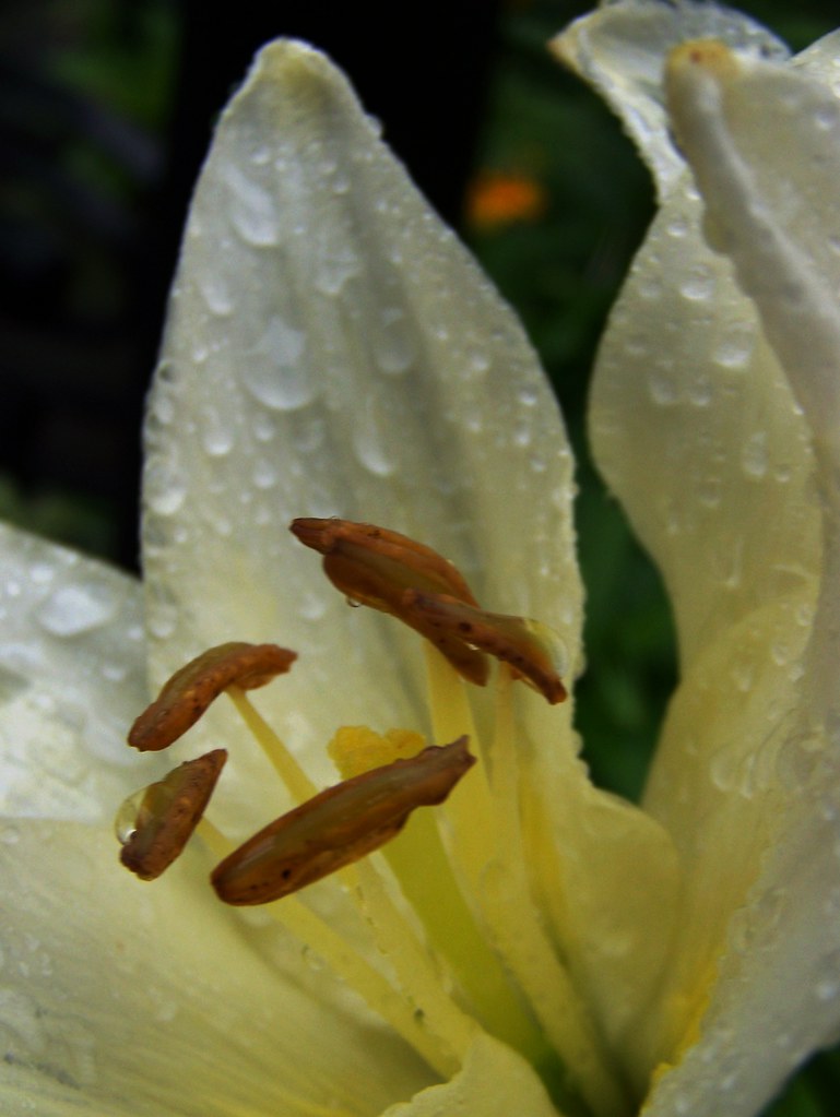 Lily Livered Yellow And Mustard ⓅⒶⓎⓅⒶⓊⓁ Flickr