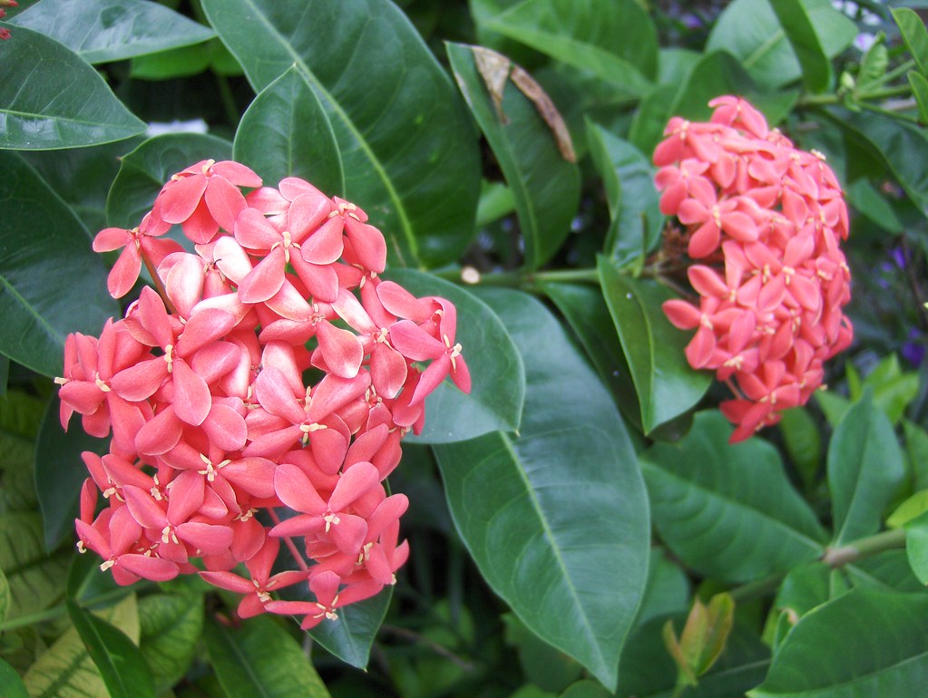 Key West Flowers According to a Flowers Discussion Group, … Flickr